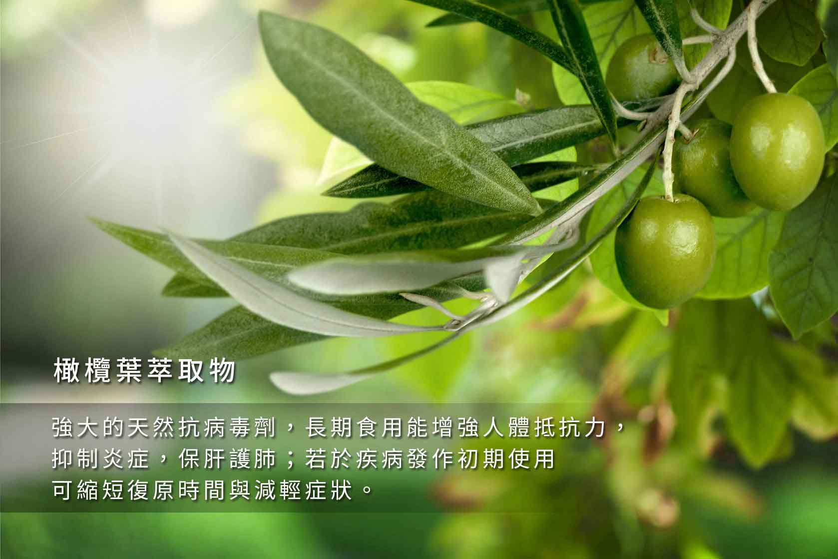 『讚恩』九種萃取物-橄欖葉萃取物(Olive Extract)
